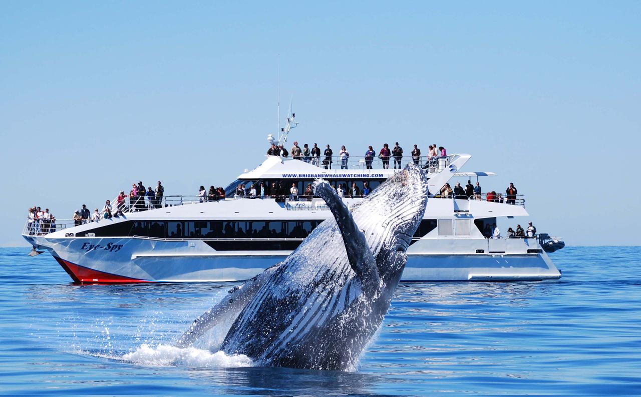 Premium Whale Watching Adventure