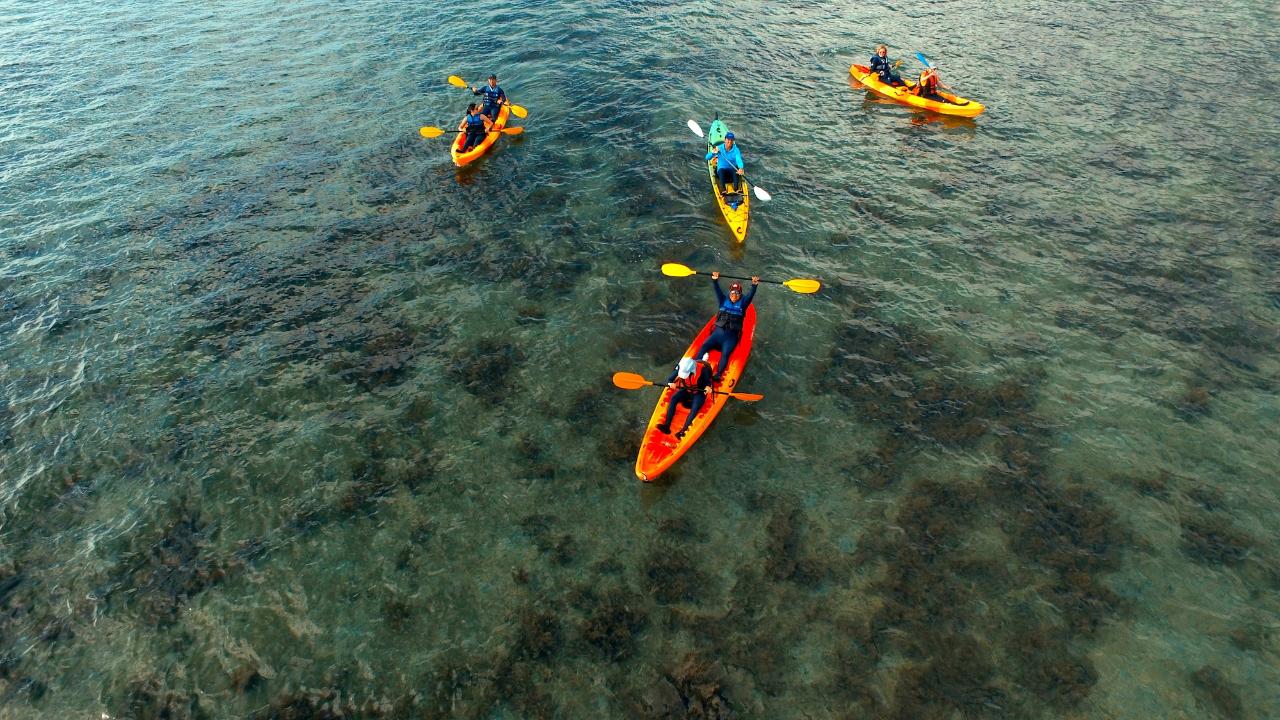 Kayak Turtle Tour - Half Day