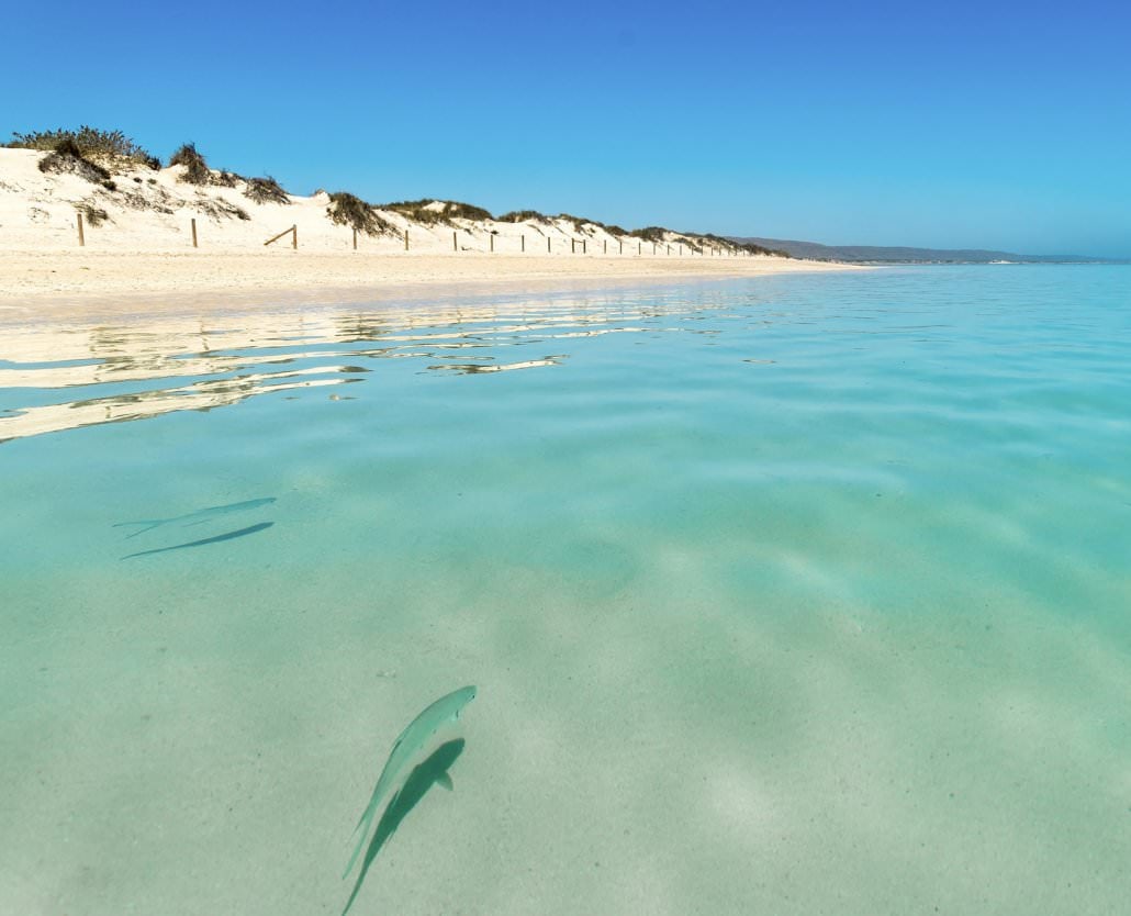 Humpback Whale Overland Tour