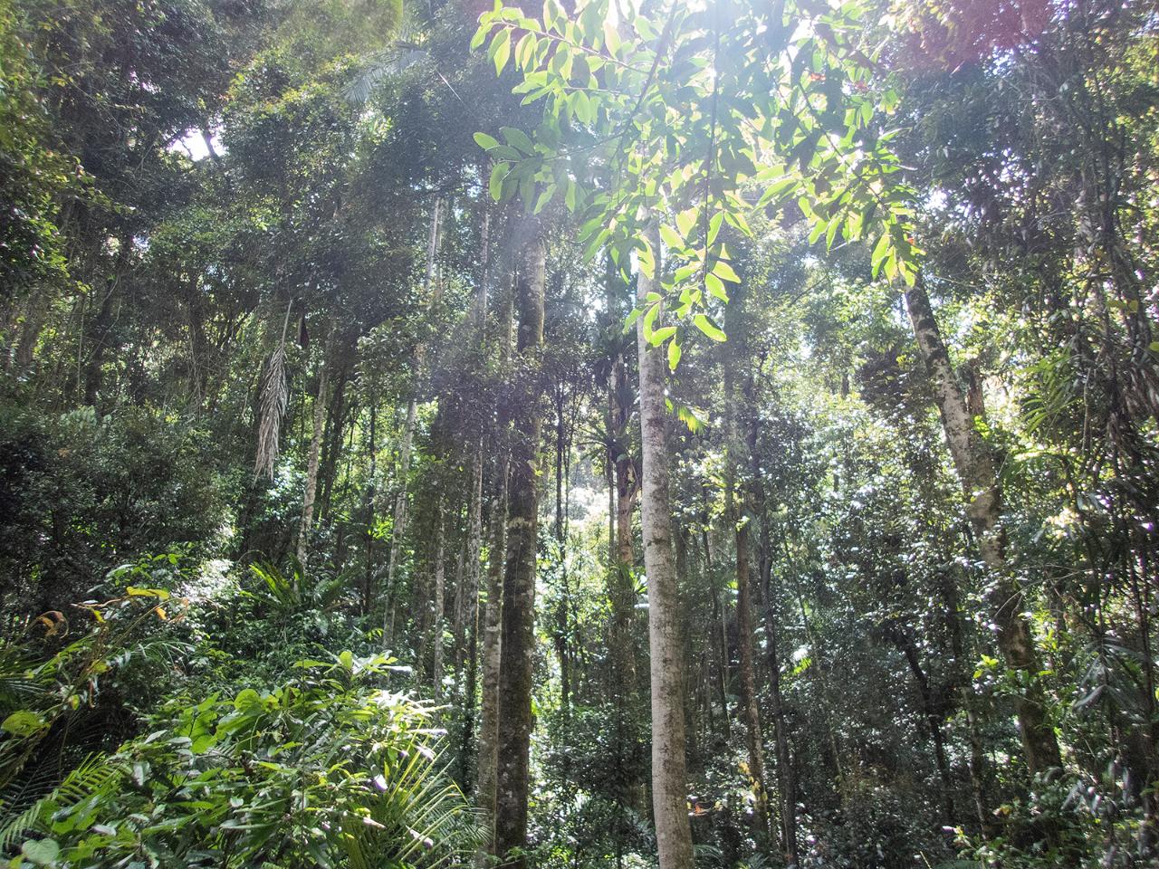 Bellthorpe Rainforest Tour