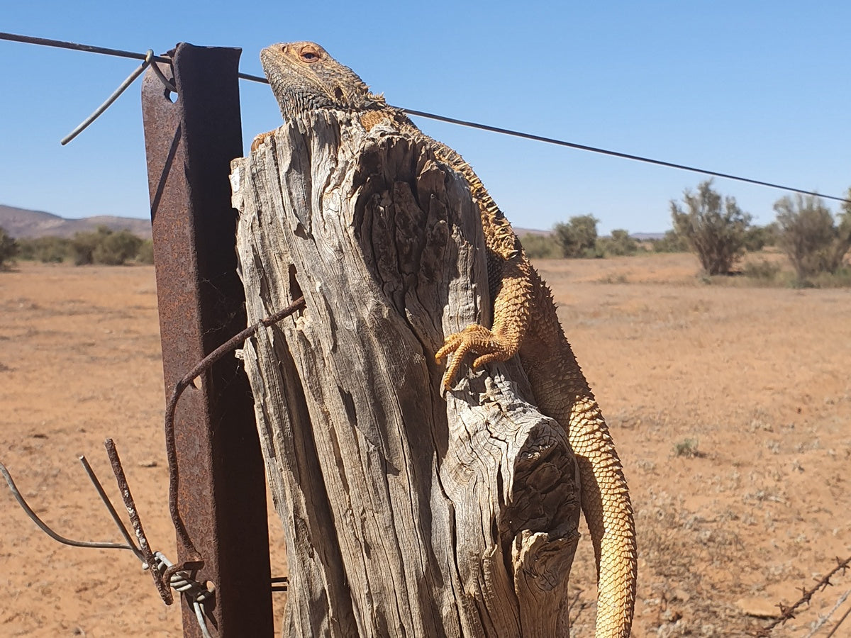 4-Day Lake Eyre & Flinders Ranges Small Group 4Wd Eco Safari