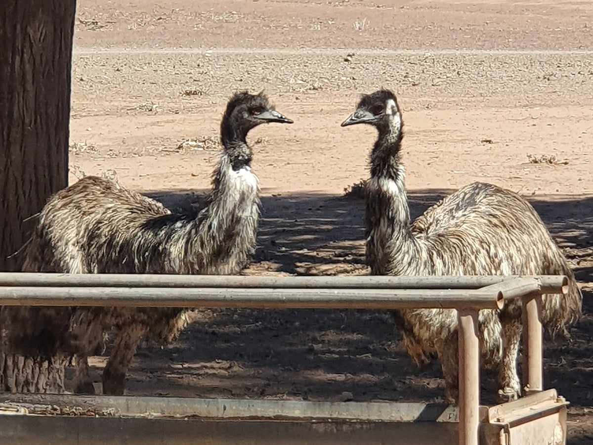 4-Day Lake Eyre & Flinders Ranges Small Group 4Wd Eco Safari