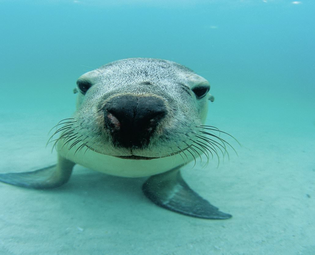 Pinnacles And Sea Lions Adventure