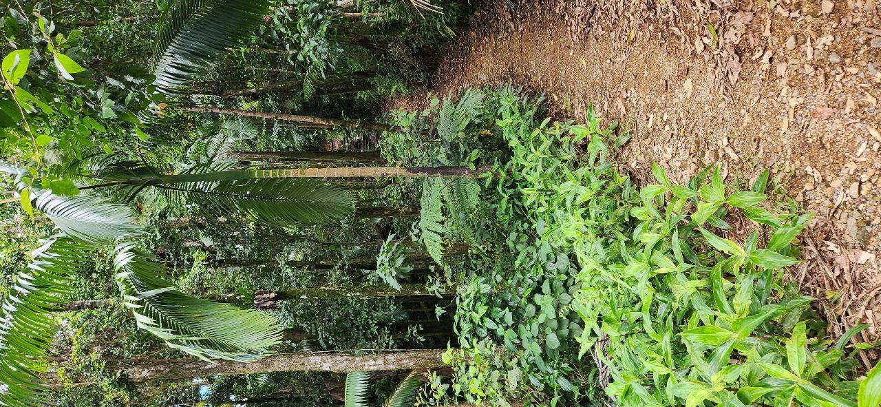Finch Hatton/Eungella