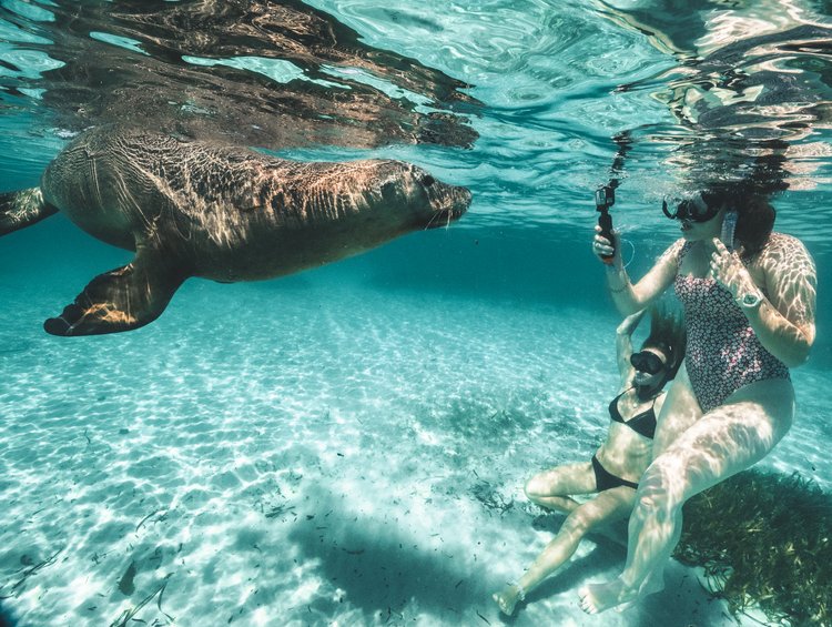 Dolphin, Sealion And Seafood Snorkel Adventure