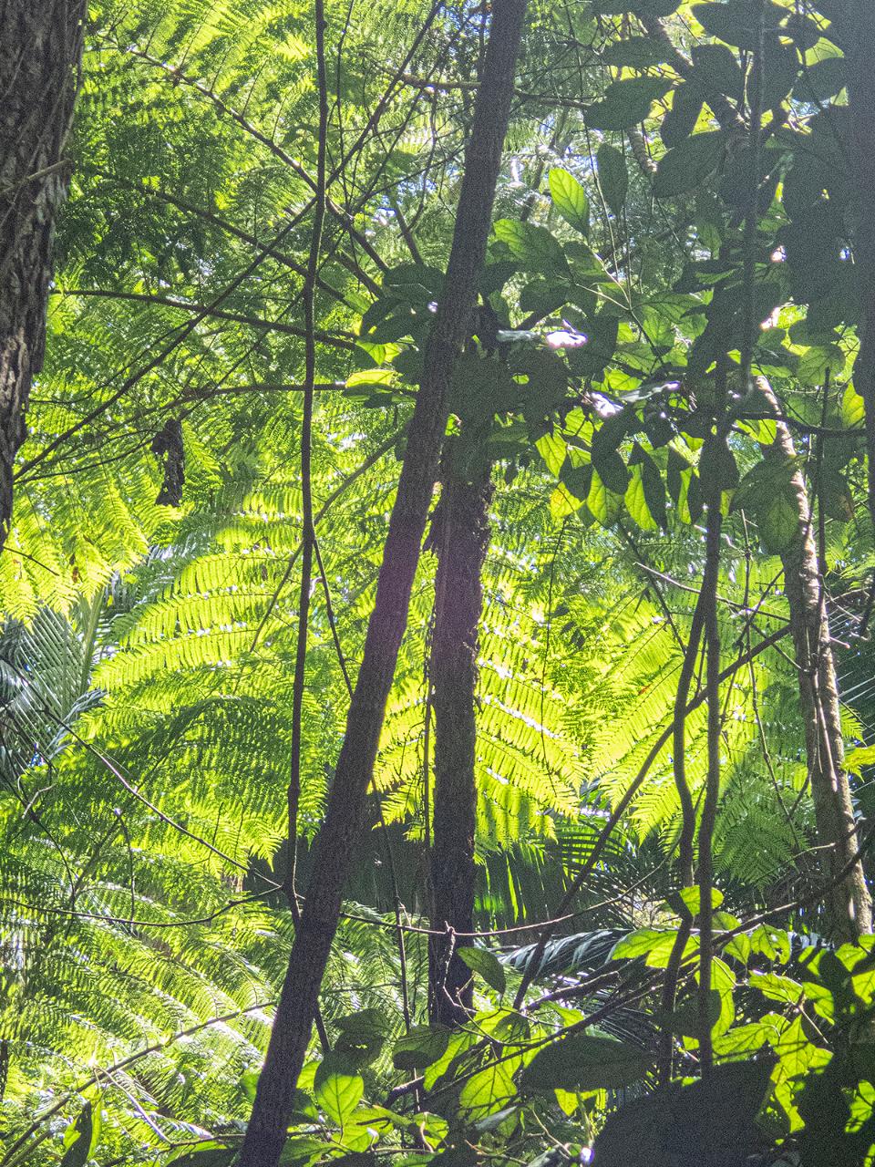 Bellthorpe Rainforest Tour