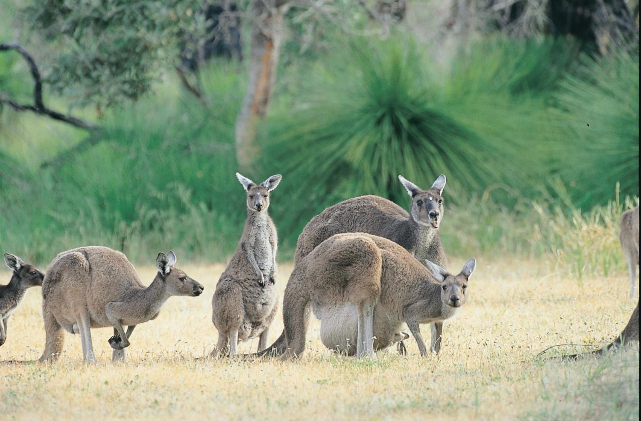 Pinnacles, Swan Valley Wildlife Park & Lancelin