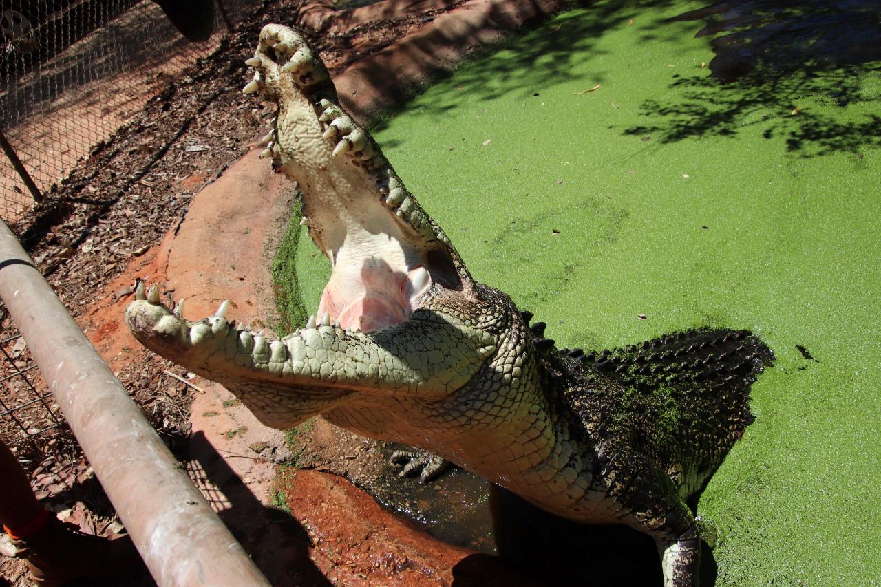 Malcolm Douglas Crocodile Feeding Tour - Entry Fees And Transport Included