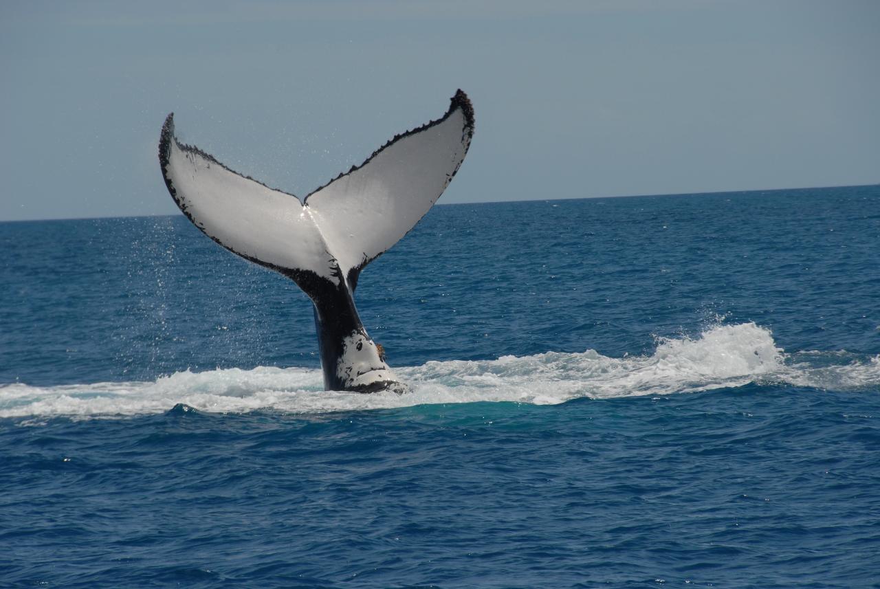 Whalesong Whale Watch Tour