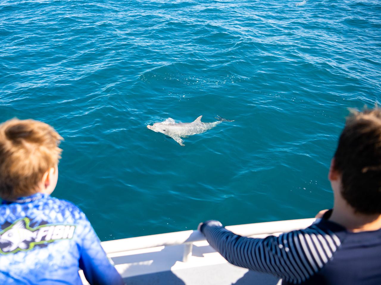 Kangaroo Island Ocean Safari - 2 Hour Swim With Dolphin, Seal & Coastal Snorkelling