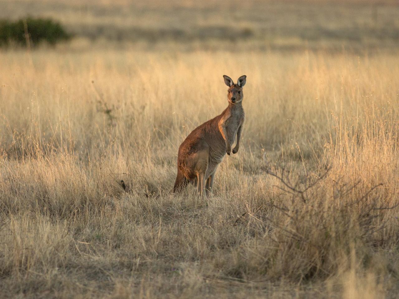 Private Coach - A Taste Of Kangaroo Island 24- Or 57-Seater