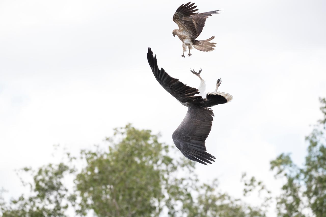 Top End Safari Camp Day Tour