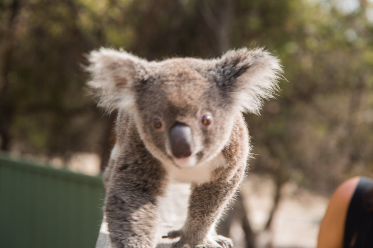 Luxury Wildlife, Wine & Cheese Experience