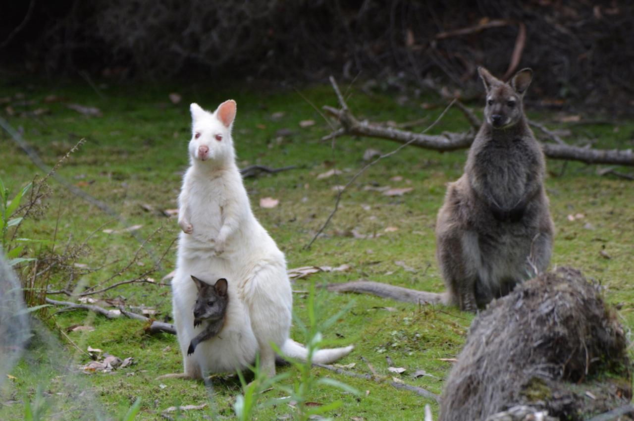 2 Day Tour - Two Of Tasmania's Best
