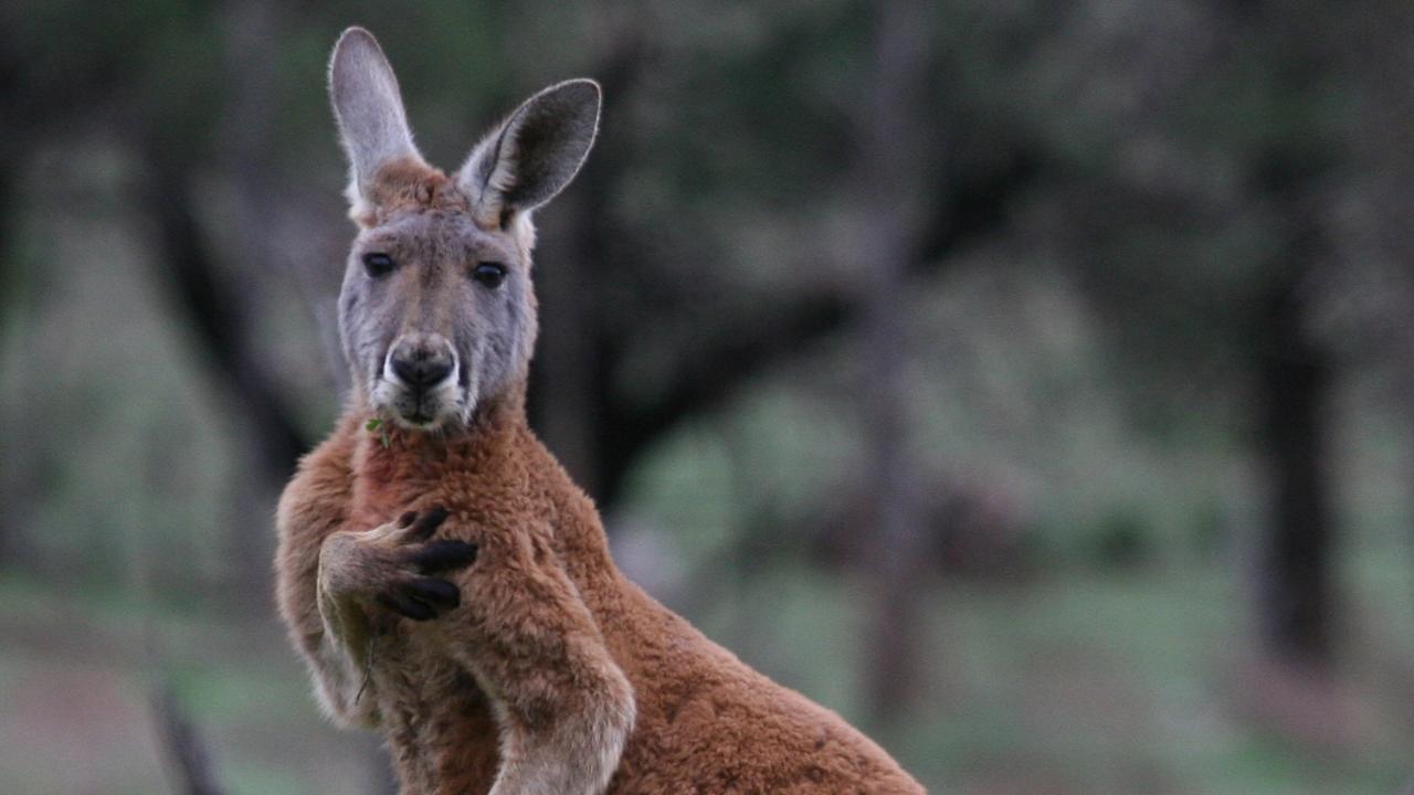 5-Day Coober Pedy To Adelaide Small Group 4Wd Eco Safari