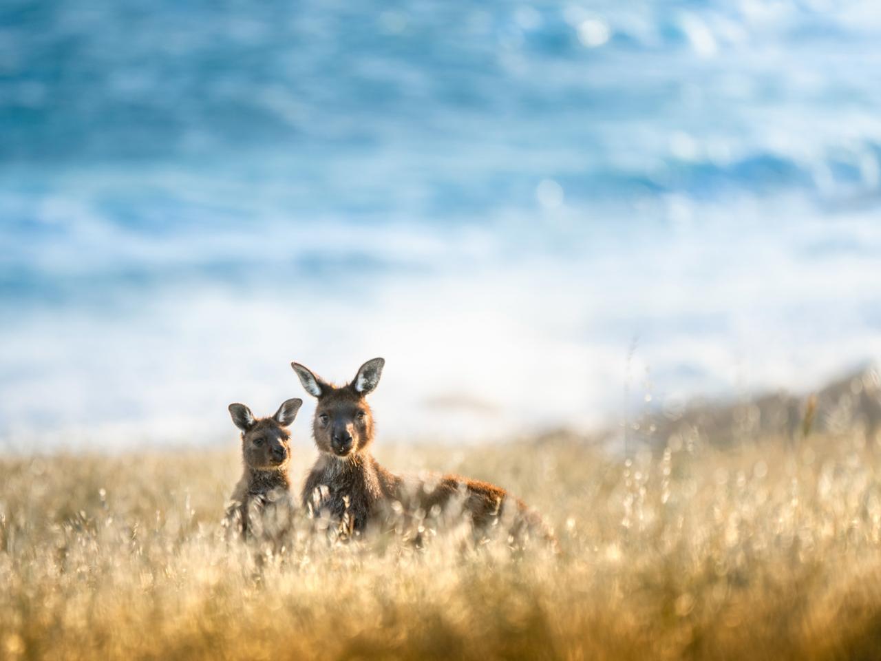 Private Coach - Lighthouse, Kangaroos And Views 24 Seater