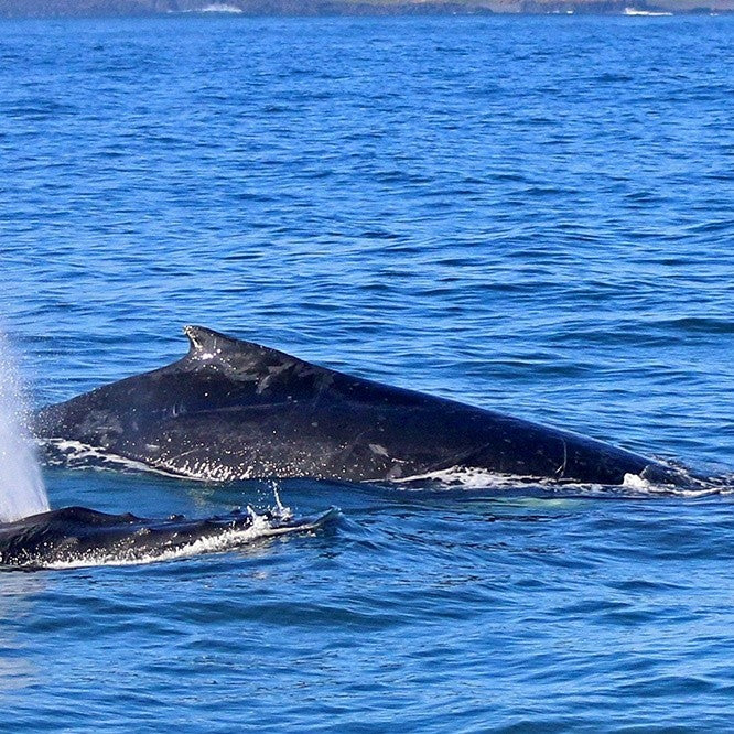 Dolphin & Whale Cruise