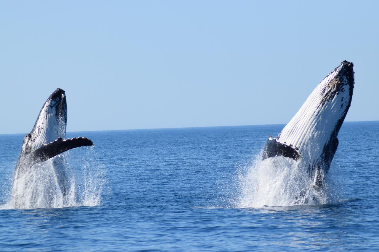 Dunsborough Whale Watching