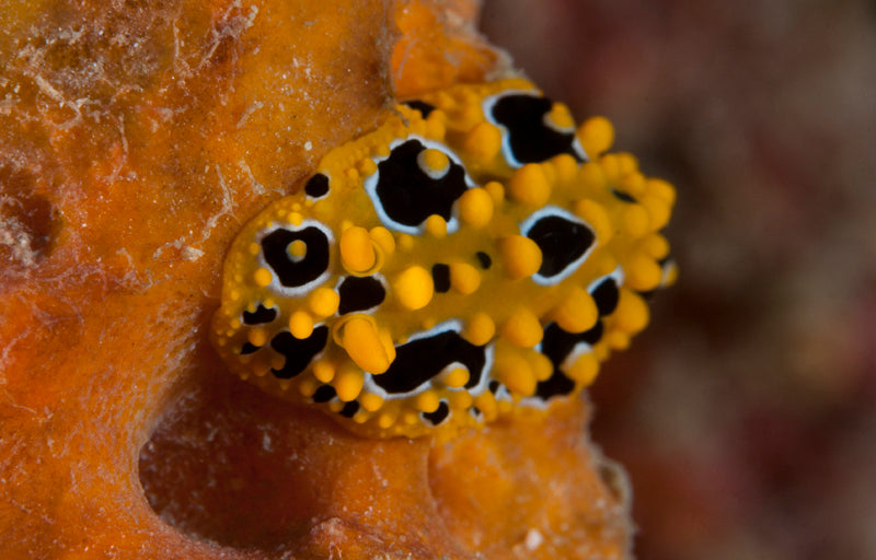 Double Dive: Mooloolaba Reefs - Max 18M