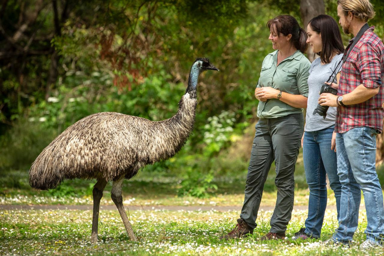 Autopia Tours: Adelaide To Melbourne 3 Day Tour