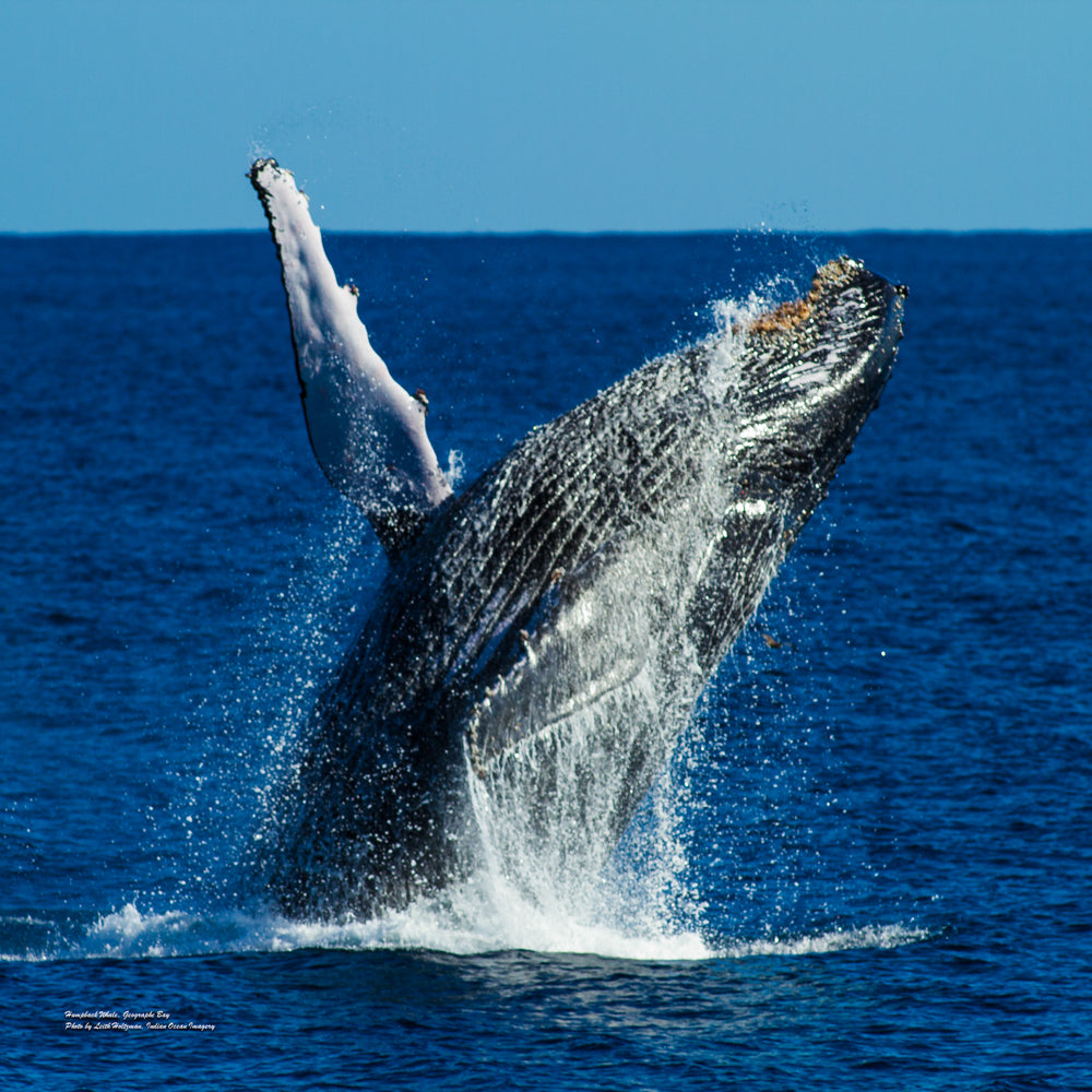Whale Shark, Humpback Eco Sea Life Tour (Aug-Sept)
