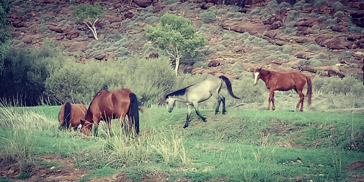 Side By Side - Palm Valley & Finke Gorge - Private Tour - 4Wd - Full Day