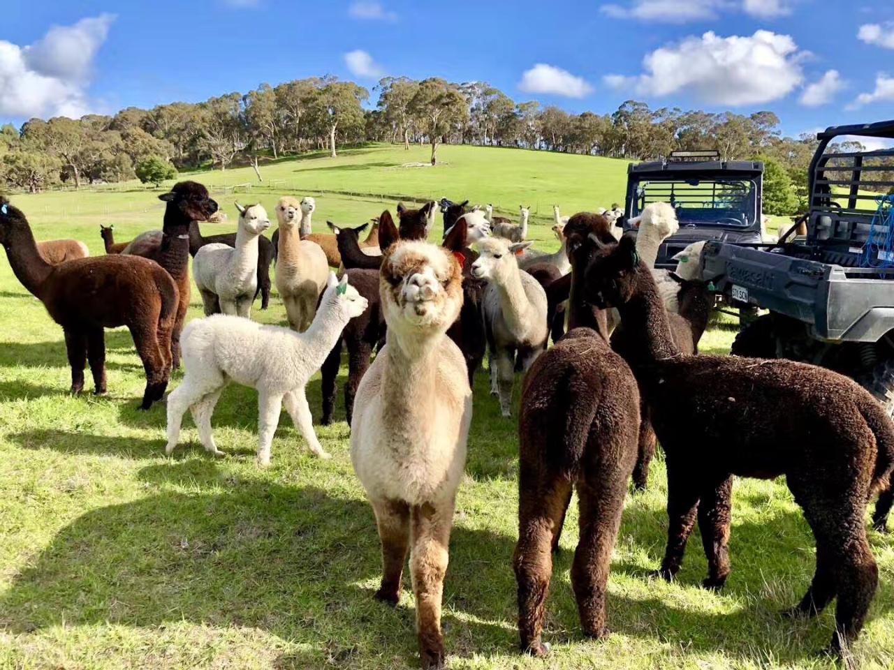 Alpaca Farm 90-Minute Tour