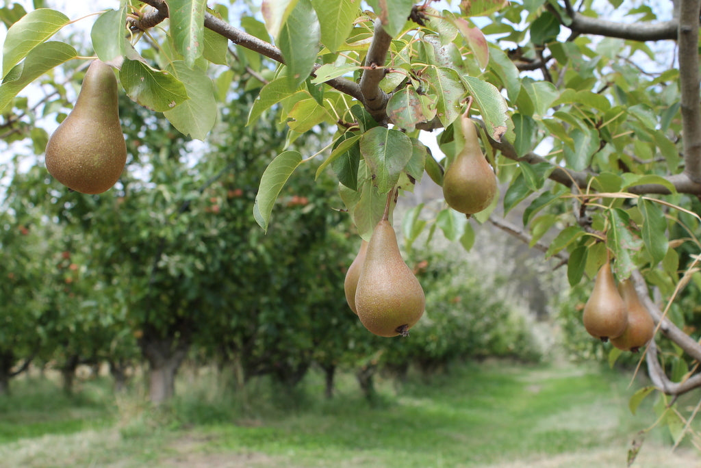 Family Farm Gate Trail Day Tour Of The Huon Valley.