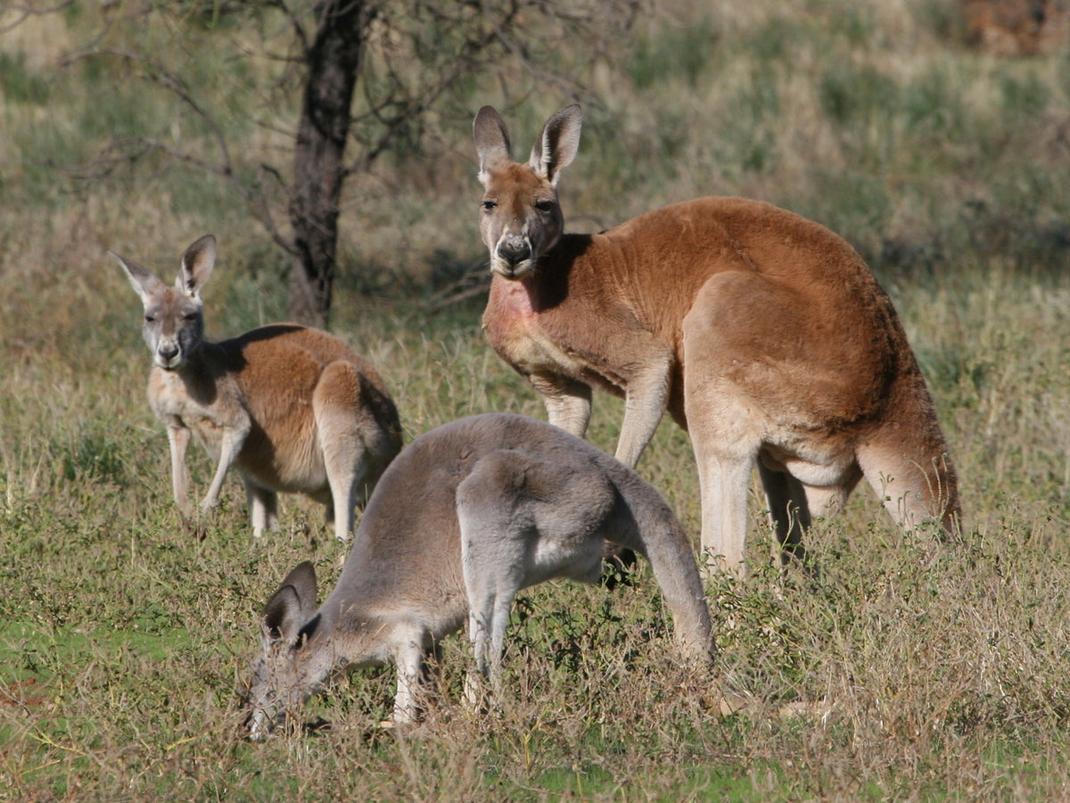 4-Day Lake Eyre & Flinders Ranges Small Group 4Wd Eco Safari