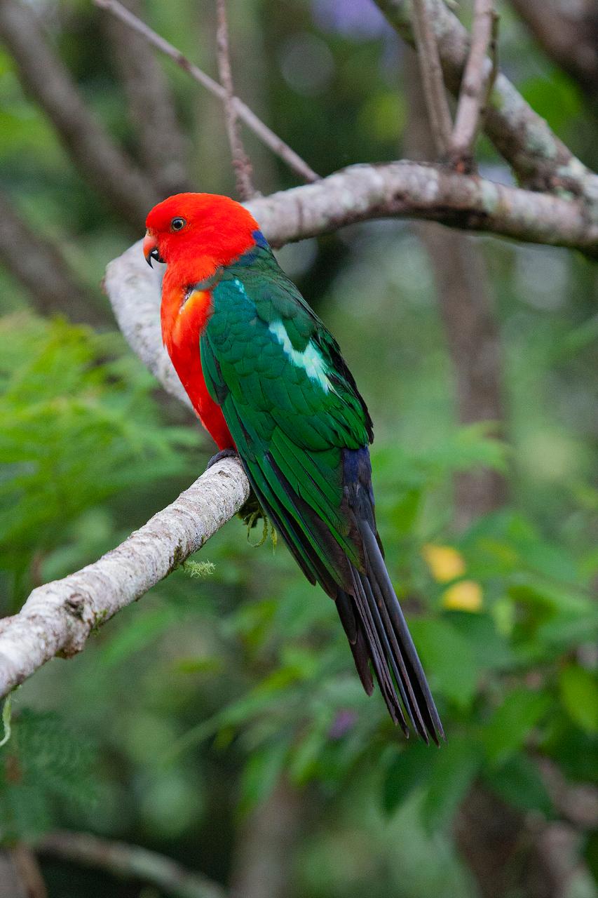 Bellthorpe Rainforest Tour