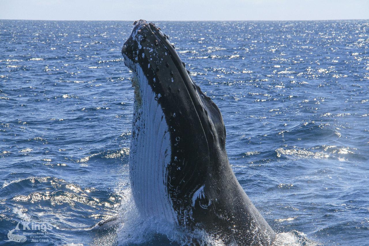 Whale Shark, Humpback Eco Sea Life Tour (Aug-Sept)