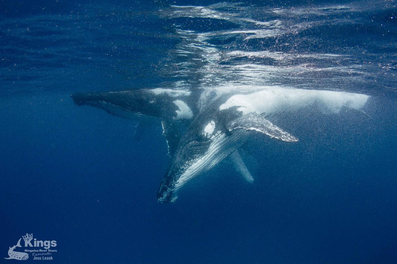 Whale Shark, Humpback Eco Sea Life Tour (Aug-Sept)