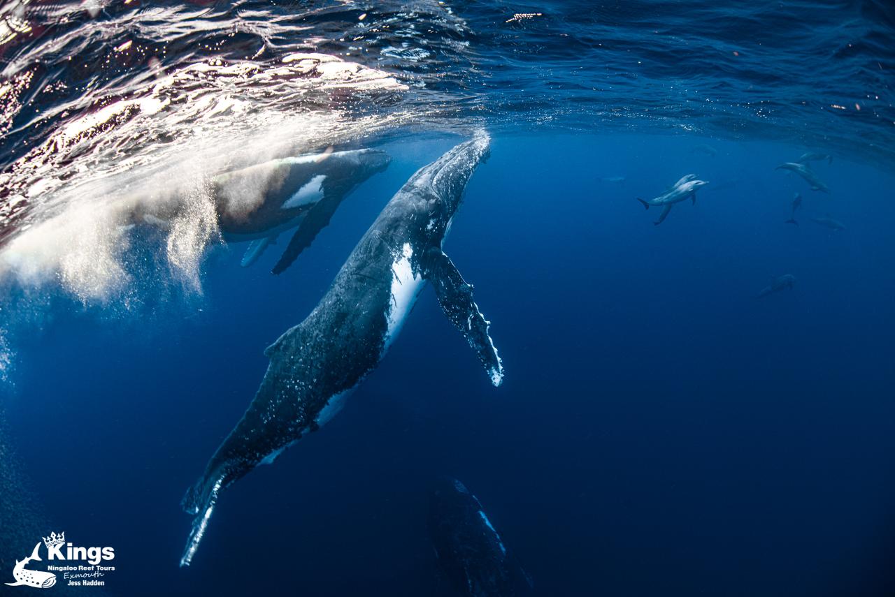 Whale Shark, Humpback Eco Sea Life Tour (Aug-Sept)