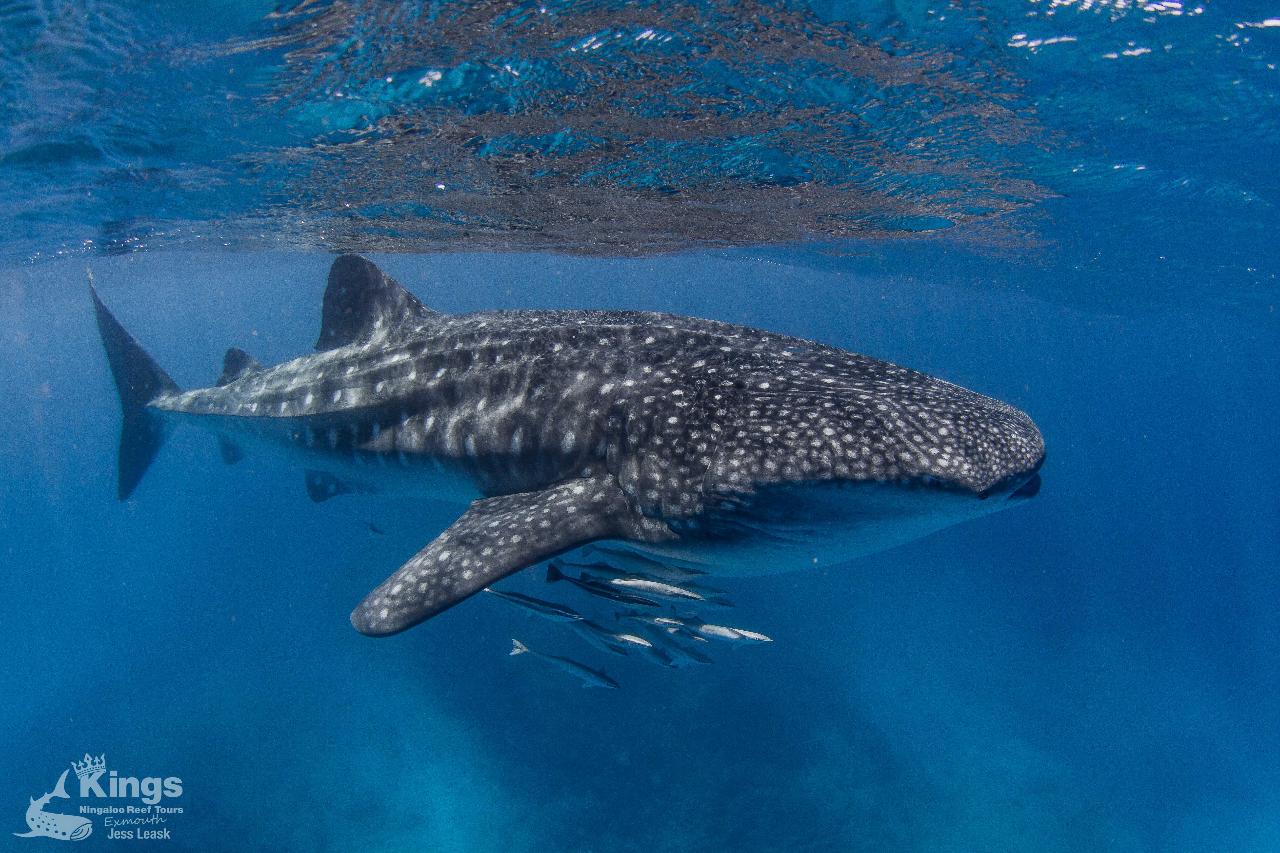 Whale Shark, Humpback Eco Sea Life Tour (Aug-Sept)