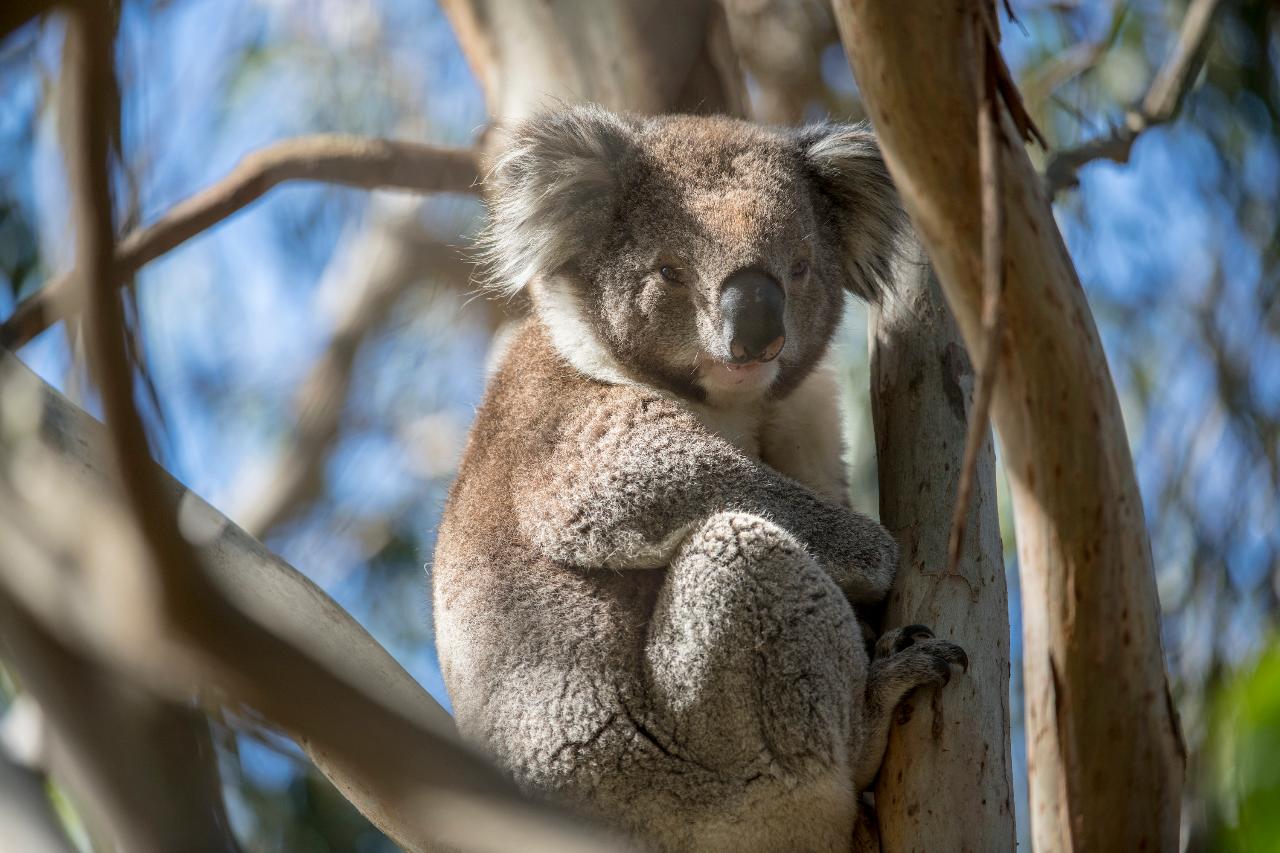 French Island & Phillip Island Wildlife Expedition