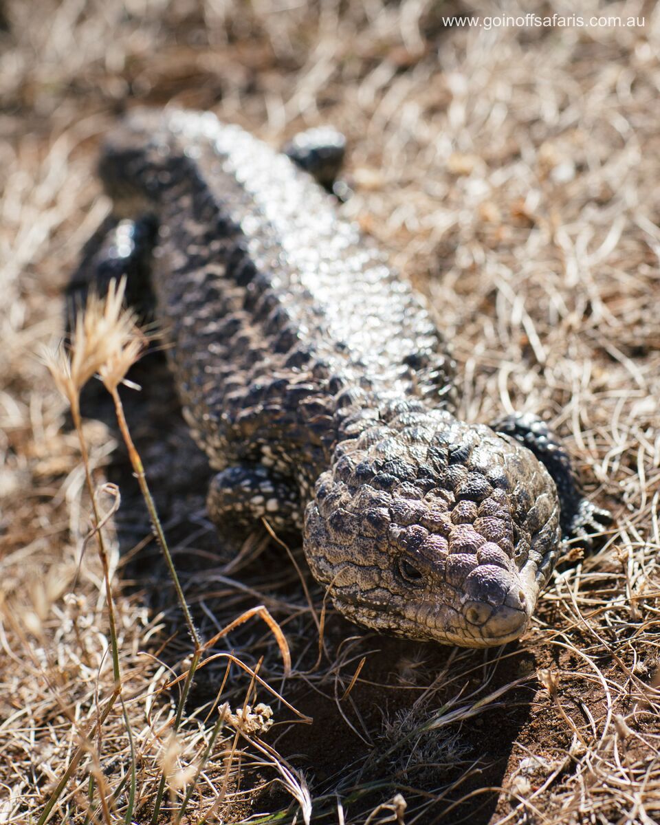 Port Lincoln & Coffin Bay Highlights - 2 Days & 1 Night