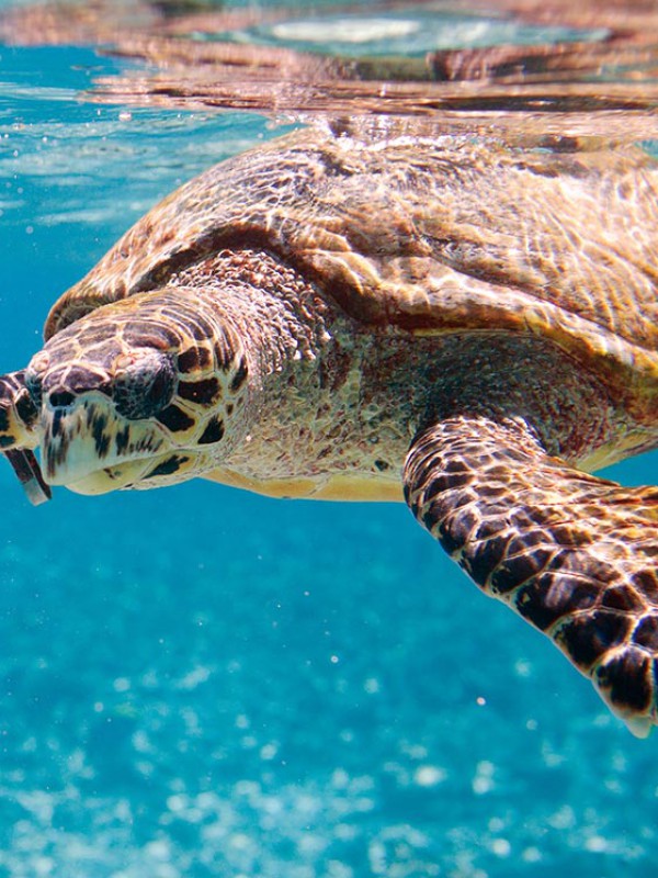 Turtle Discovery Eco Tour