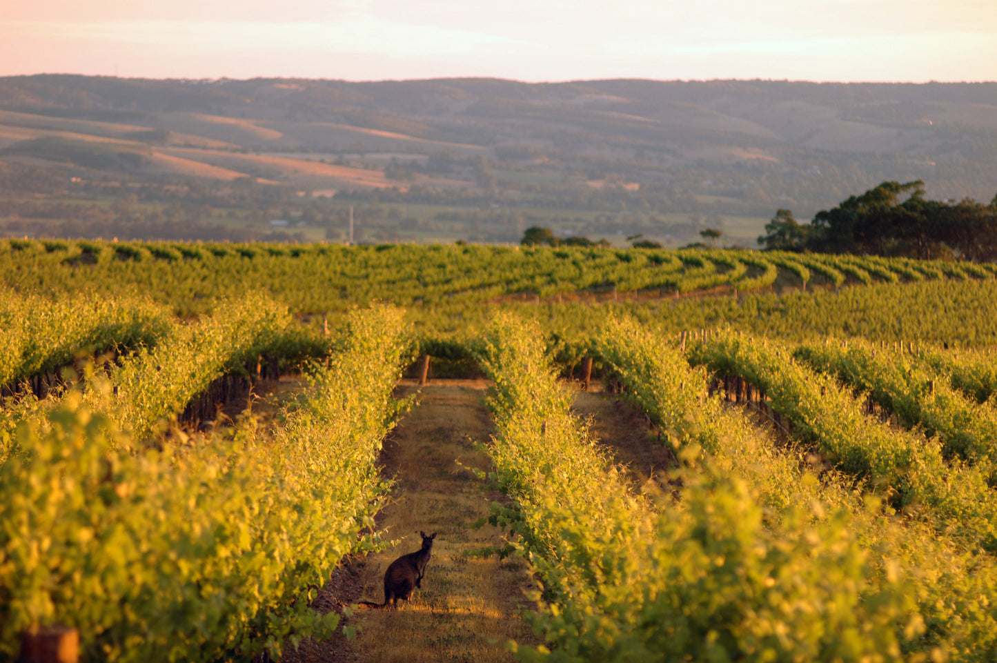 Half-Day Wine Tasting & Coast Experience