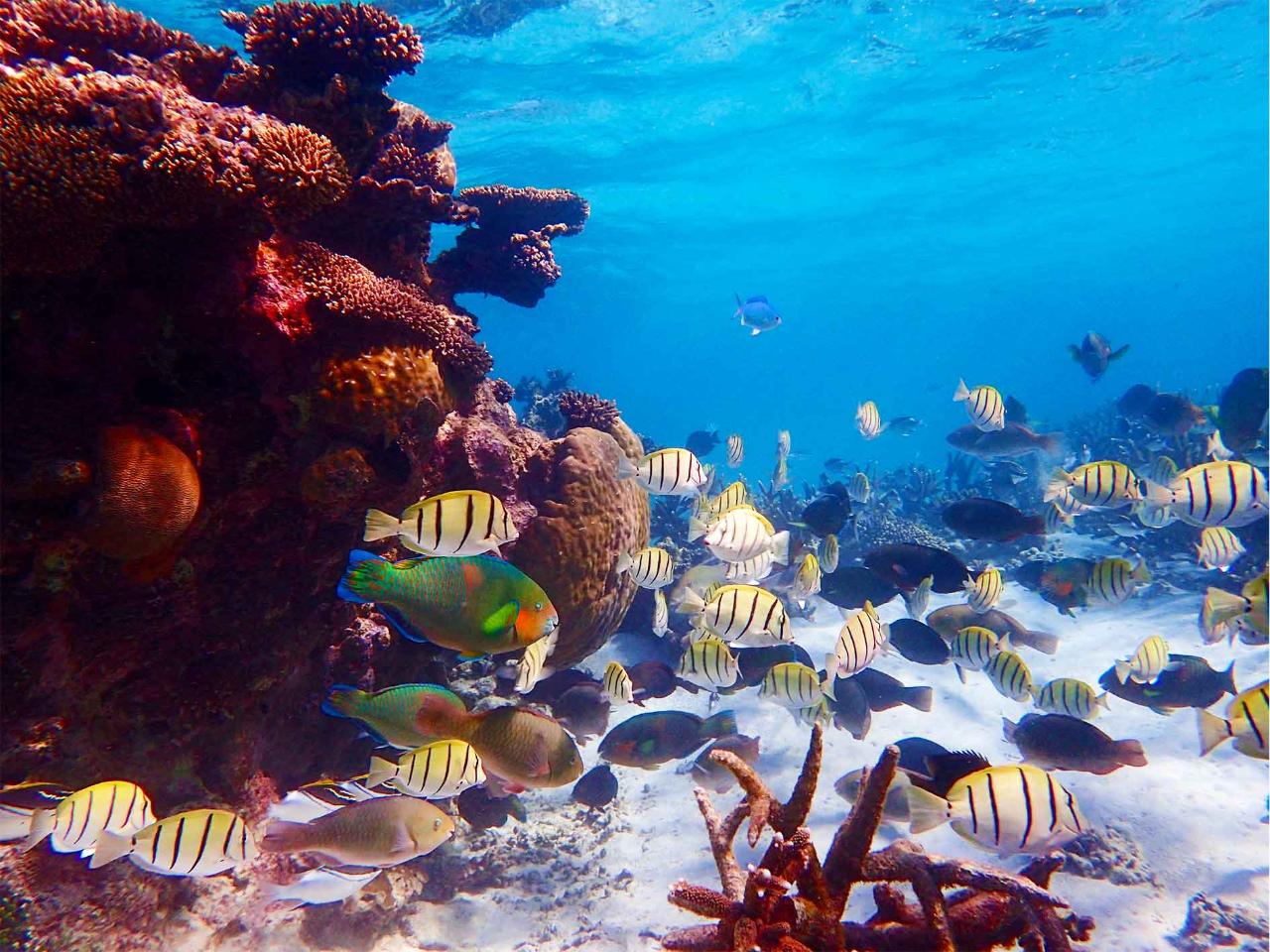 Lagoon Explorer: Full Day Kayak & Snorkel Tour