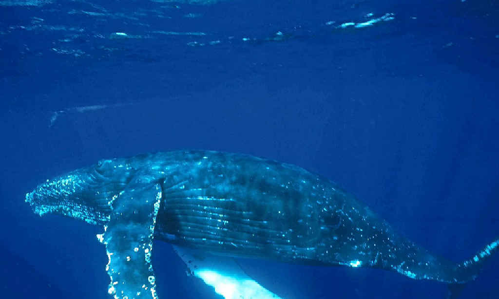 Coastal Express 2Hr Mooloolaba Whale Watching Experience