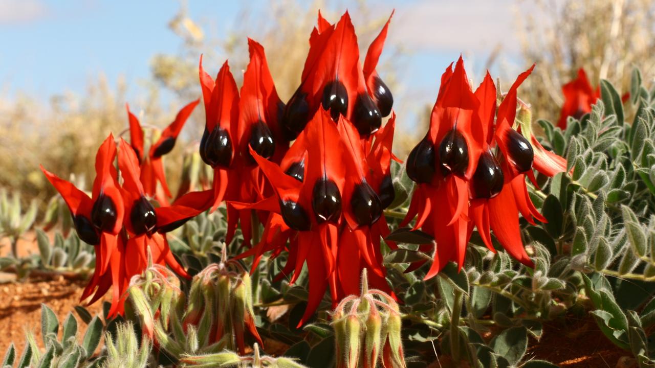 5-Day Coober Pedy To Adelaide Small Group 4Wd Eco Safari