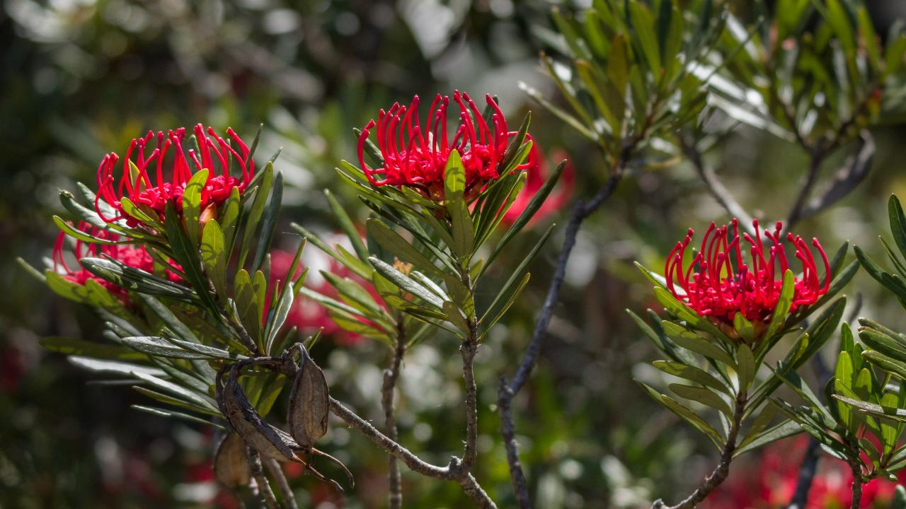 Mt Field National Park - Premium Private Photo-Oriented Day Tour