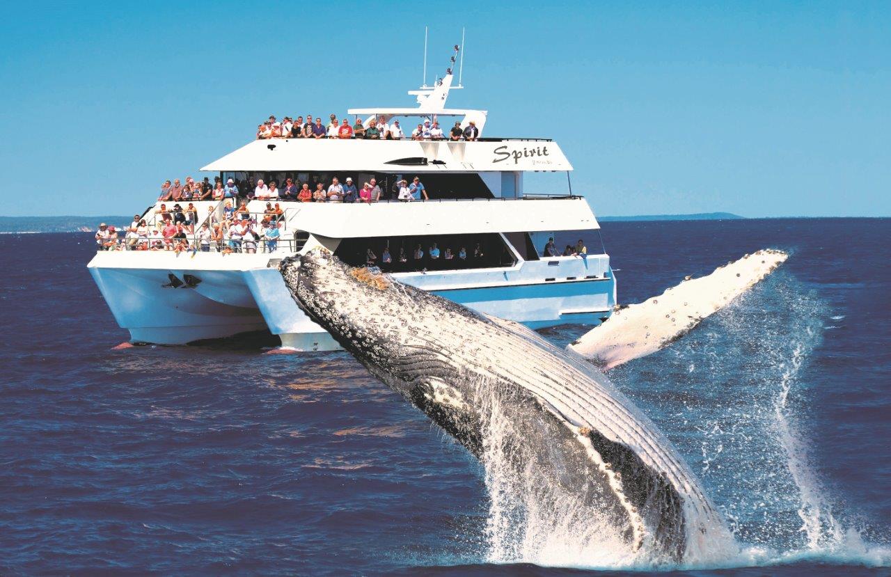 Half Day Spirit Of Hervey Bay Whale Watch Cruises