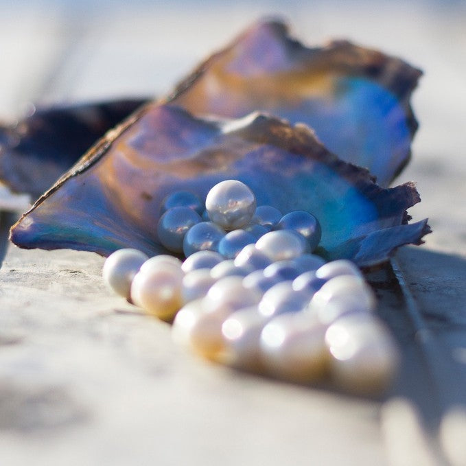 Broken Bay Pearl Farm Tour