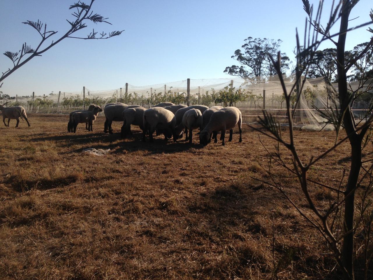 Experience Sustainable Winemaking At Tractorless Vineyard