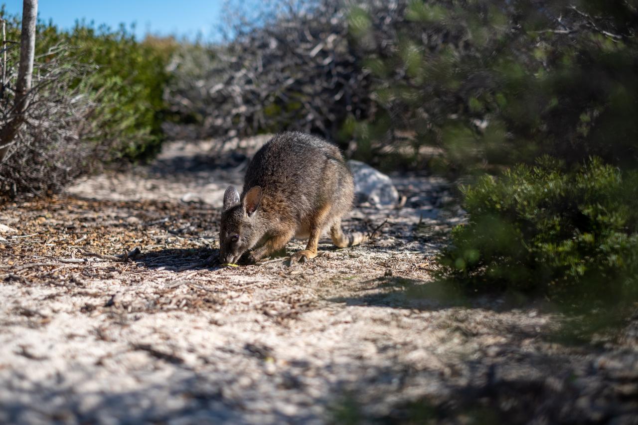 Pink Lake, Kalbarri And Abrolhos Islands - Full Day Tour