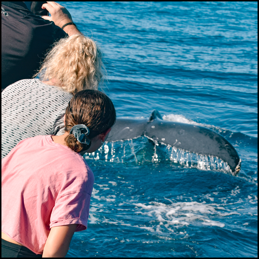 Whale Watching Cruise On Whale One