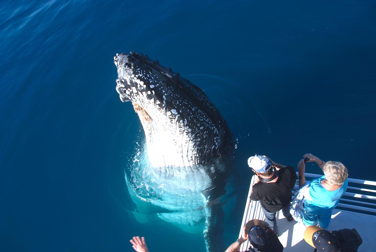 Whale Watch & K'Gari Explorer Day Tour Package