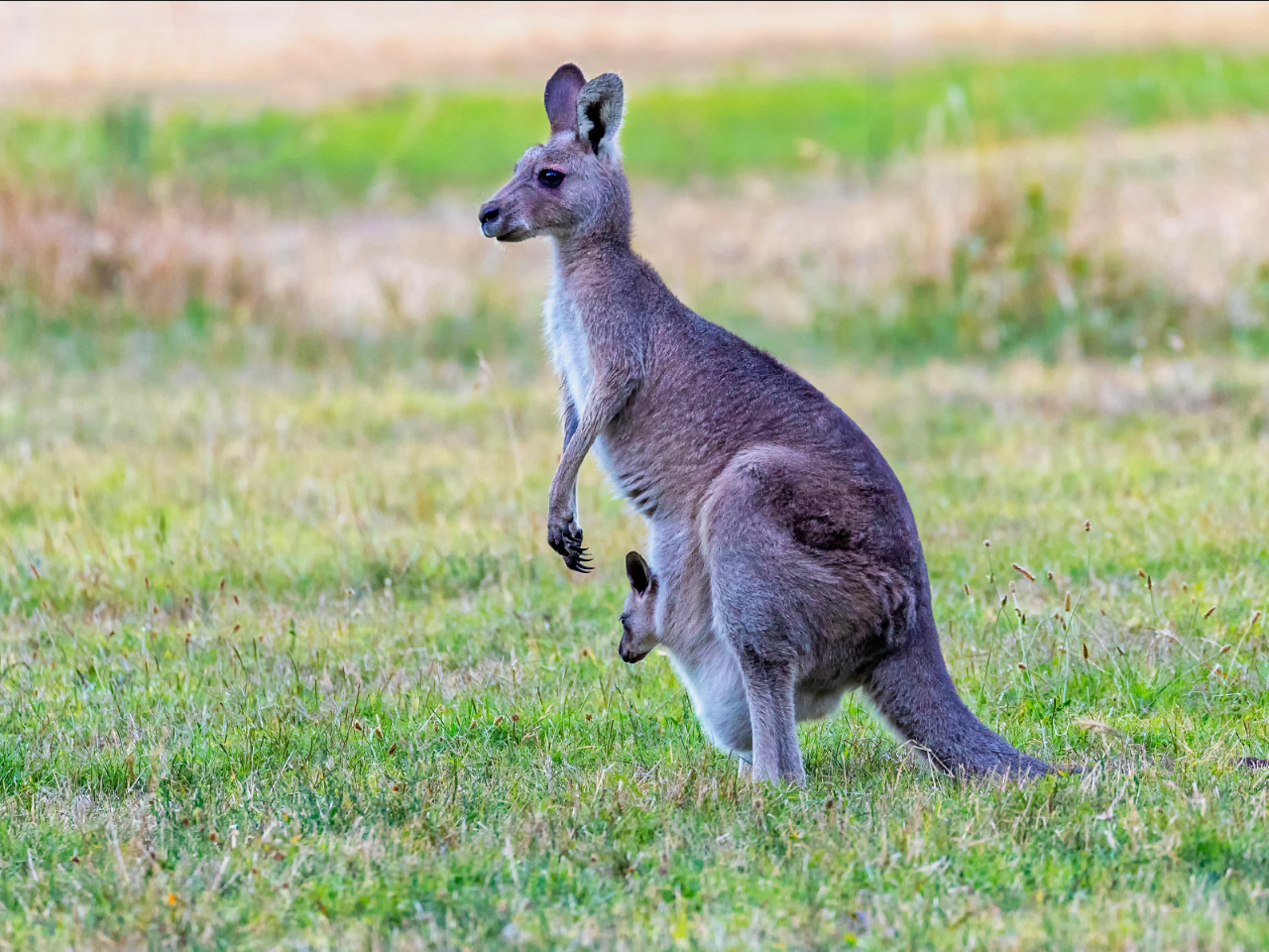 Kangaroos And Koala Experience Tour - Canberra