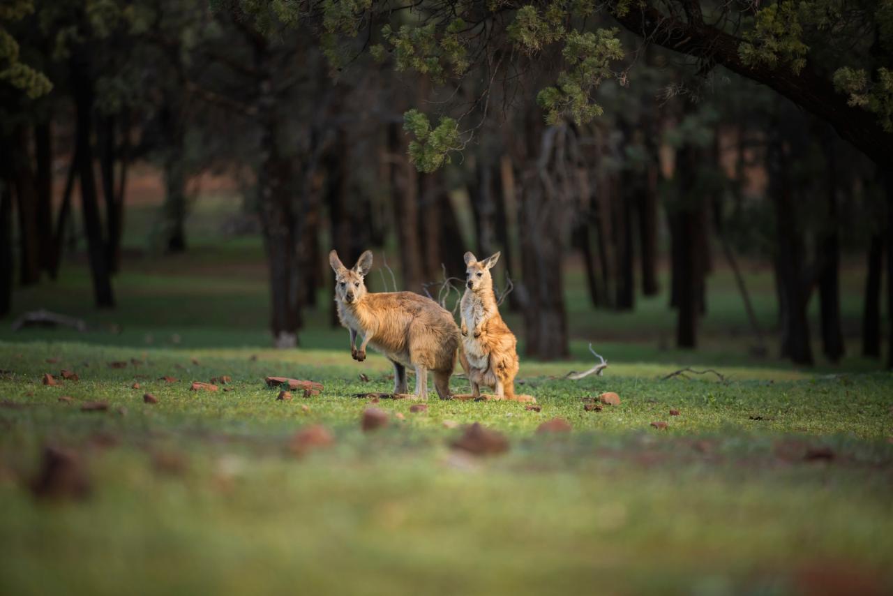 Wilpena Women's Weekend